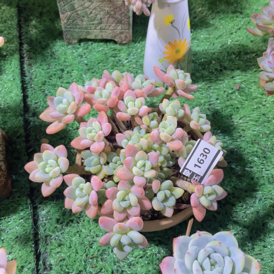 香水洛神多肉植物1630