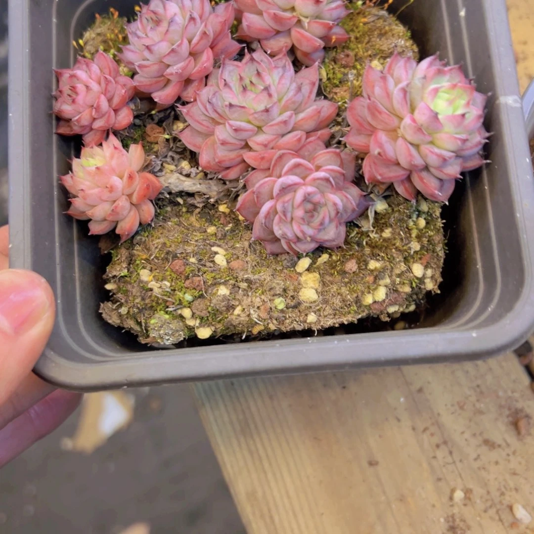 我****诺小梅花脱土发货