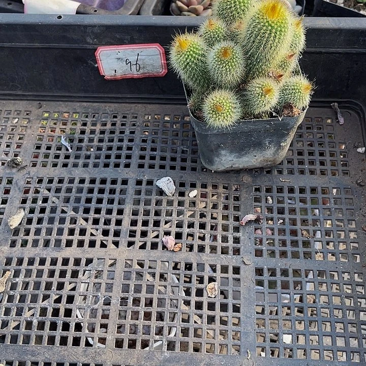 96号筐金丝猴带盆土发