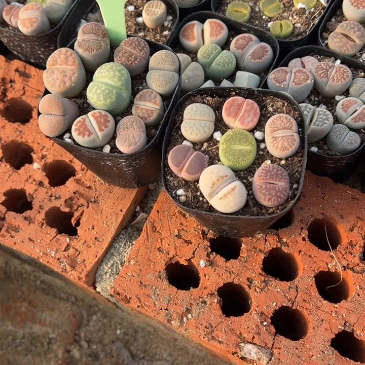 想***念生日快乐哈哈哈哈哈826