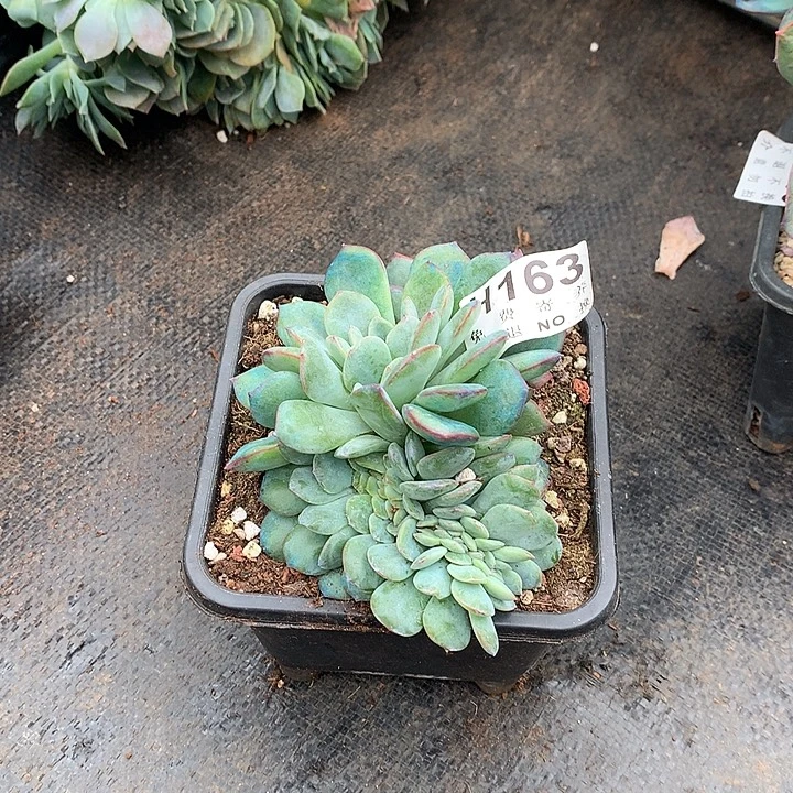 泡芙缀化 默认有侧切 非偏远38包邮节后发货