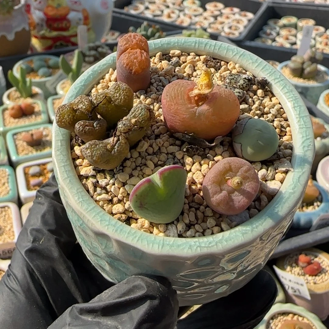 8837 -一物一拍 带盆