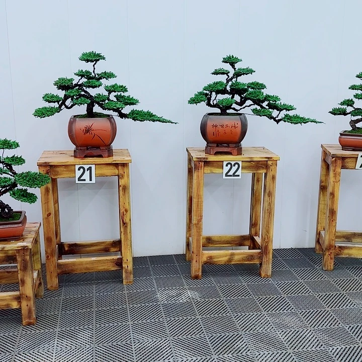 无花朵松柏盆景，一物一拍