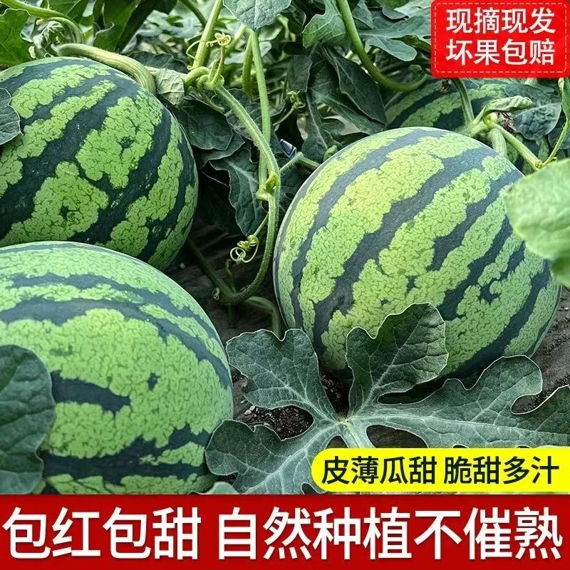 云南高山麒麟瓜甜王西瓜农家露天种植超甜当季水果有籽西瓜