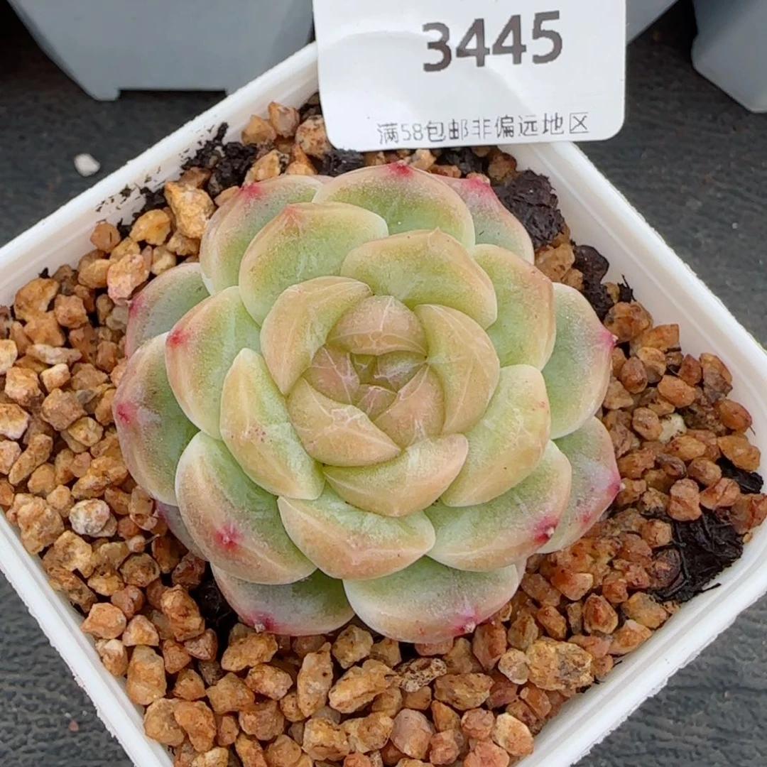 无尽灯，3445多肉