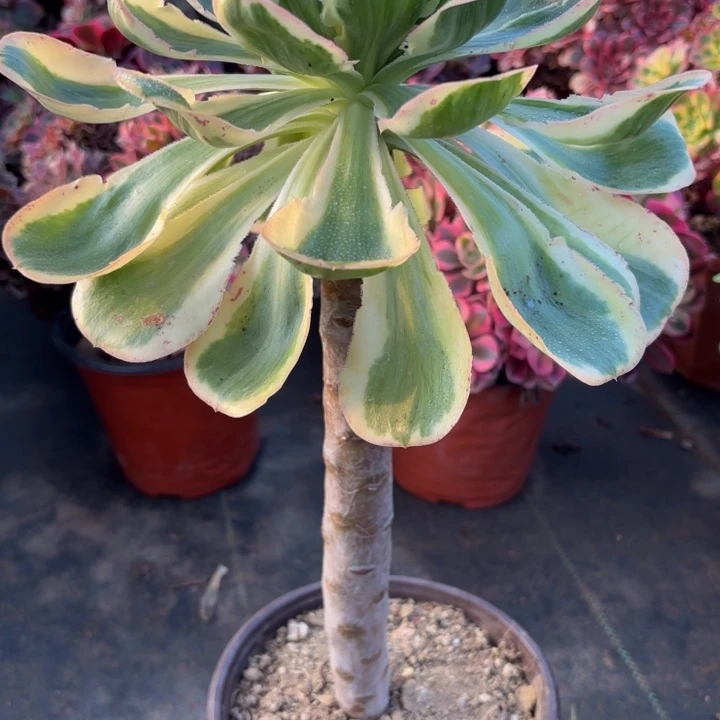 瑞妈，。。。。。537燕姿锦，