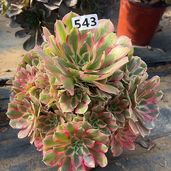 多肉植物叶罗刹543