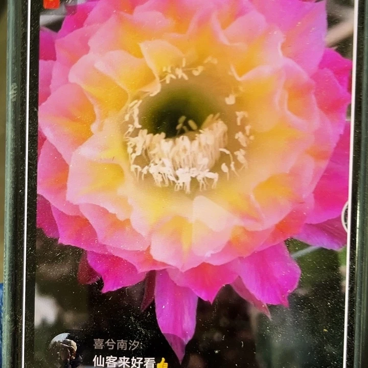 马丙侧芽歪5公分以上满18包邮