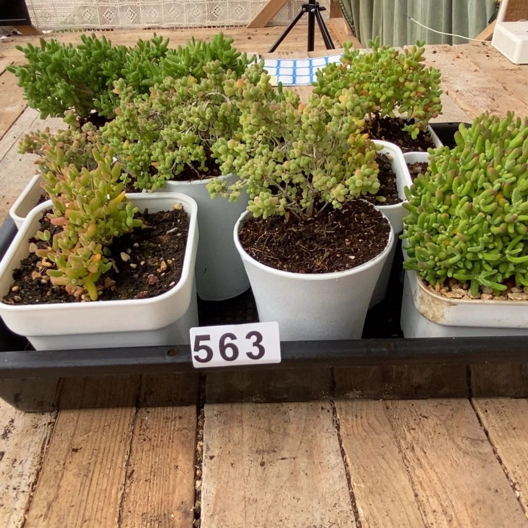 C*枝干番杏多肉植物563