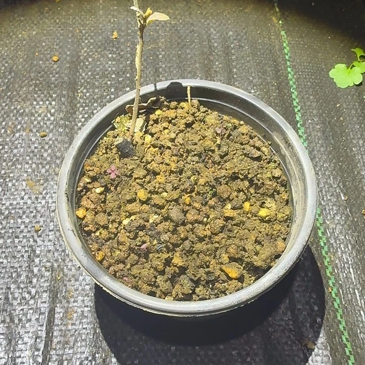 恩***龙原生天王根苗一棵送挂历