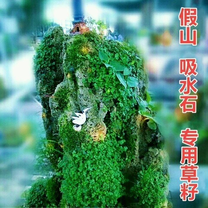 假山草上水石吸水石盆景植物珍珠草心形圆叶草混装微景观