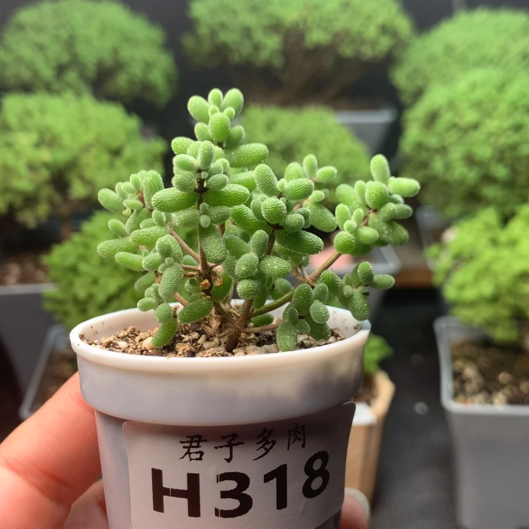 拾***玖318米粒。
