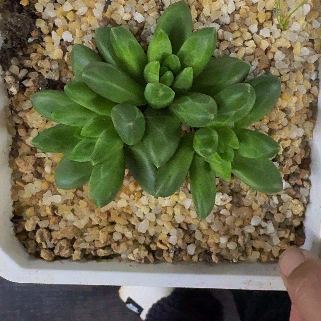 冰晶翡翠 一物一拍