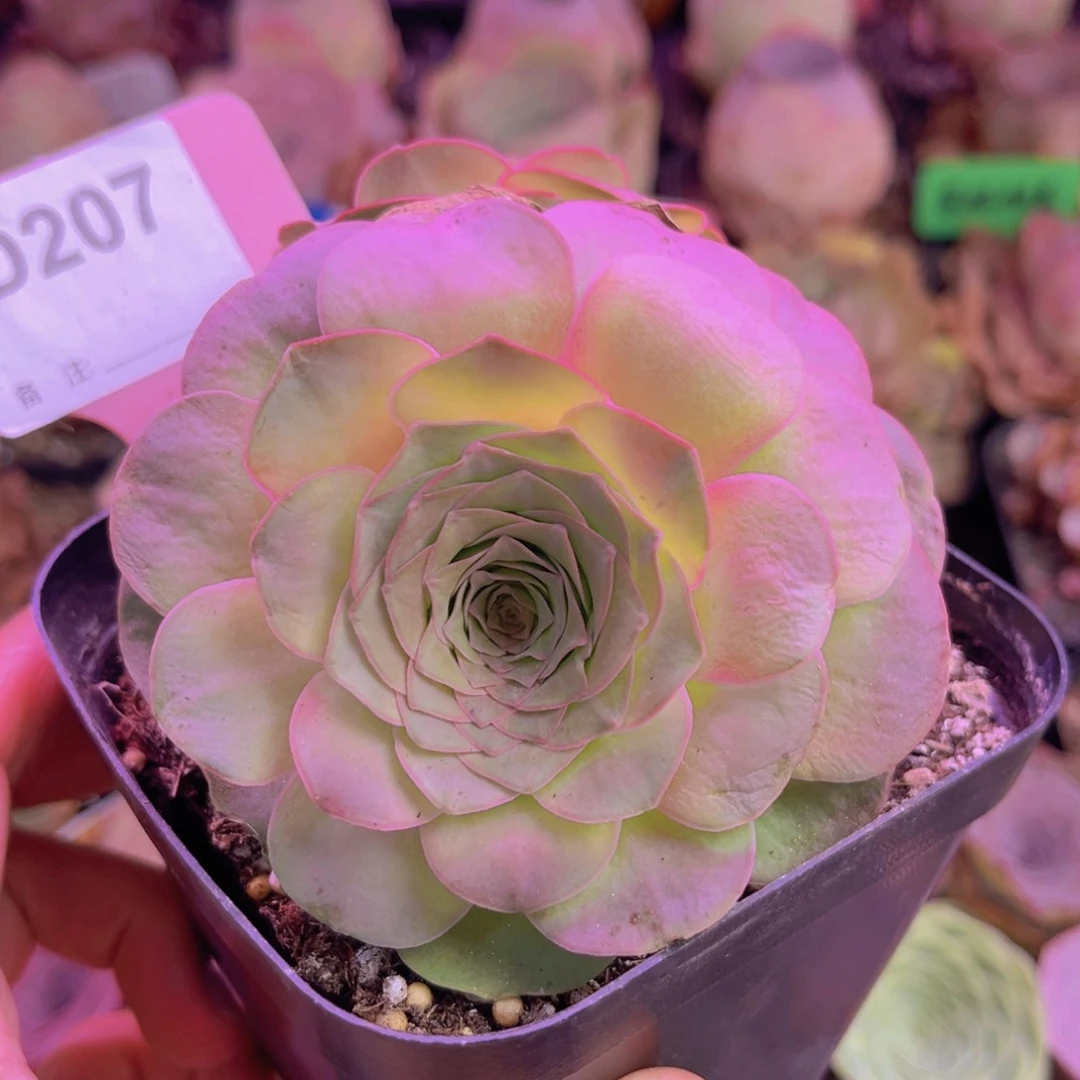 双胞胎紫娃娃脱土裸根发货207