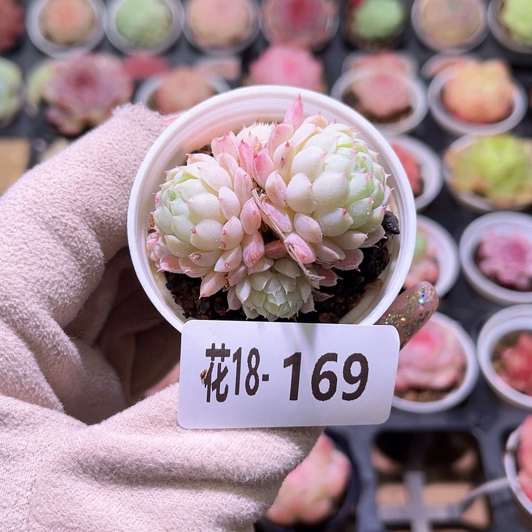 花利美18-169羊脂球