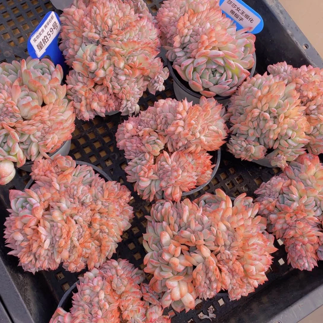 量拍59号 莎莎女王缀化带板子一个