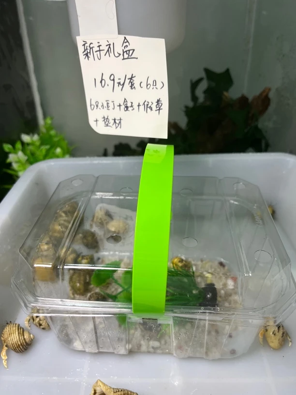 寄居蟹礼盒新手礼包 6只小豆丁+1假草+垫材沙