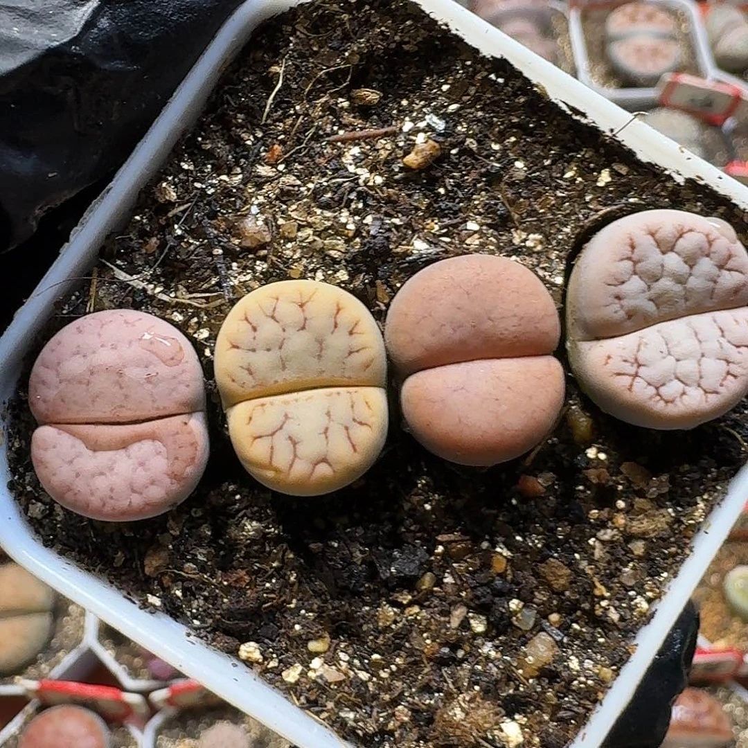 生石花33:：：。  52