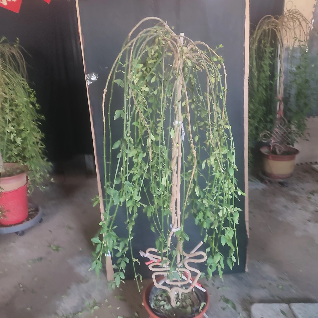 高杆垂均探春花盆景吉字盆景