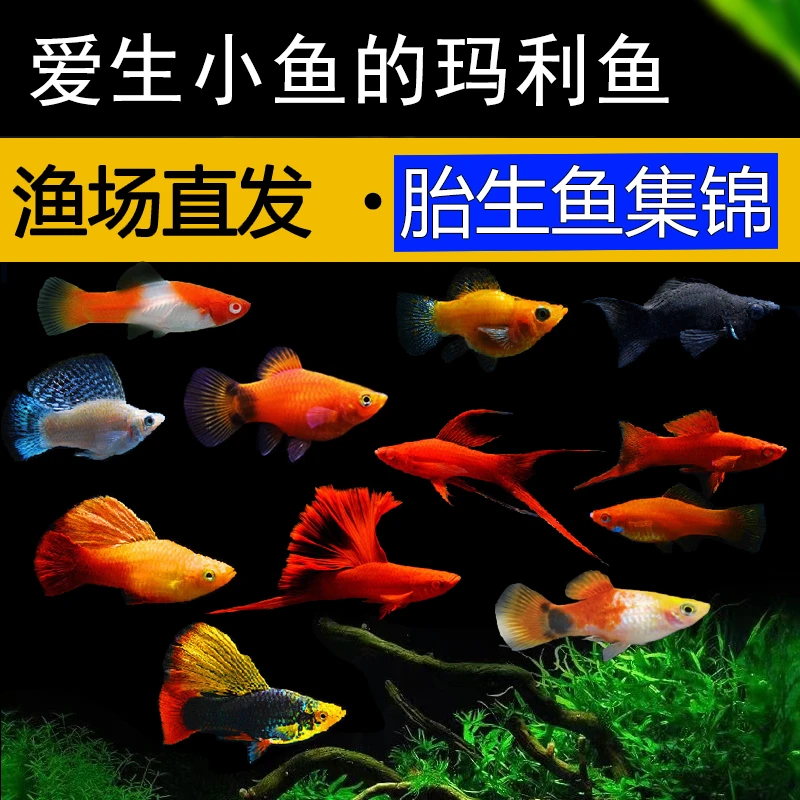 繁殖胎生鱼黑玛丽鱼观赏鱼热带鱼米奇鱼月光皮球鱼红剑鱼淡水好养
