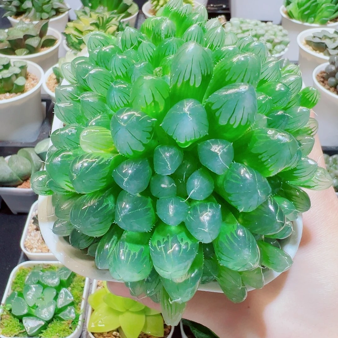福利，群生玉露，9.9，666