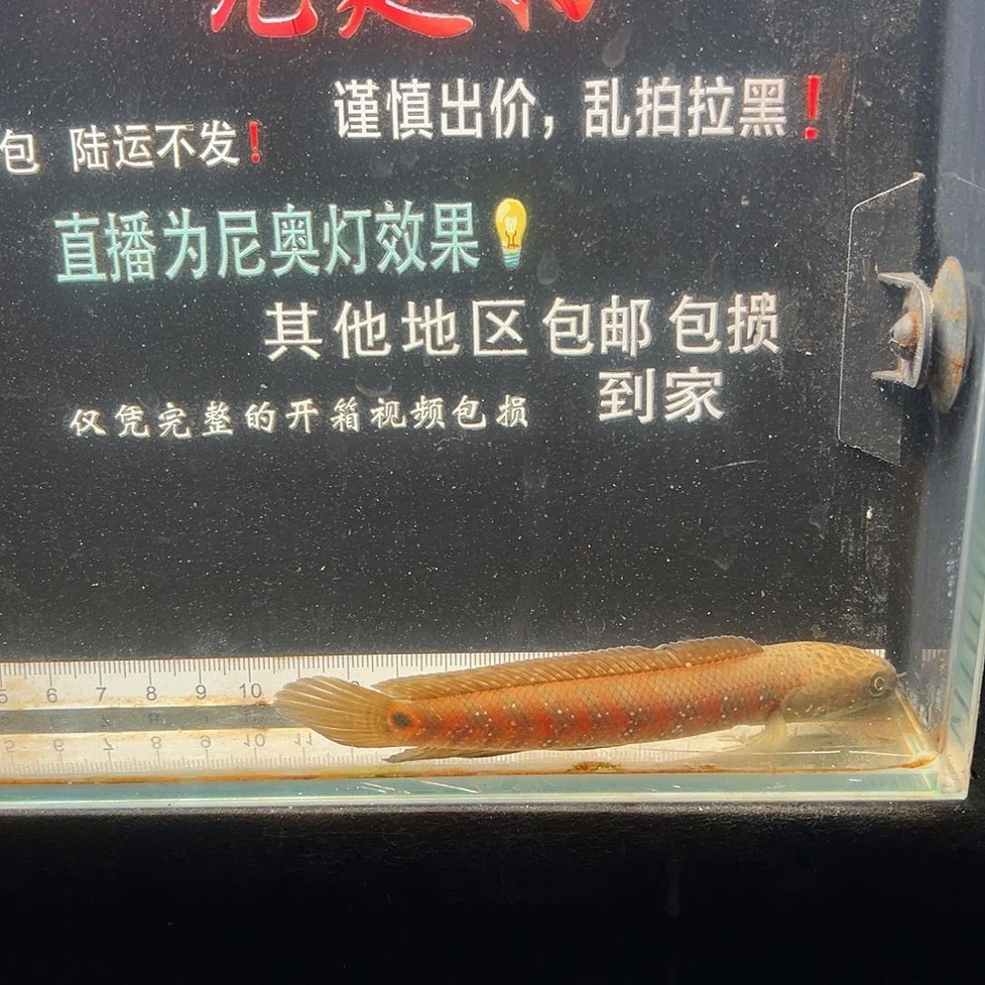 海水鱼七星雷龙七星雷龙