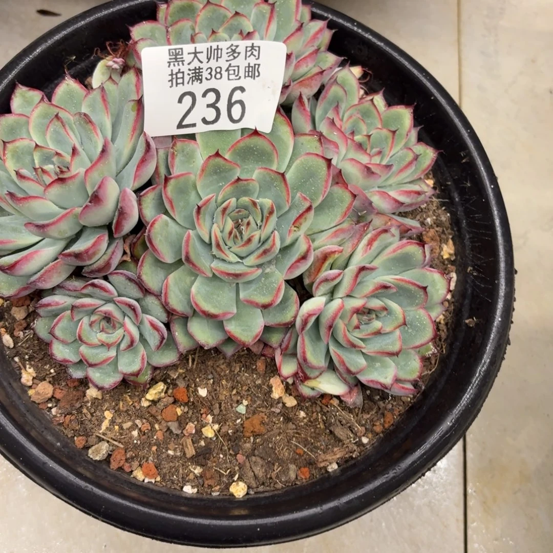 斯***黑大帅多肉236荷花
