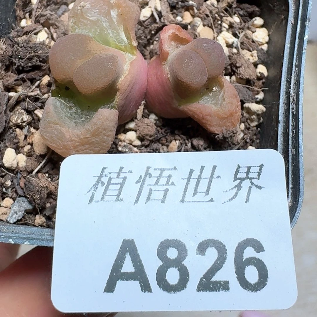 826盒的植物哇f g g b h