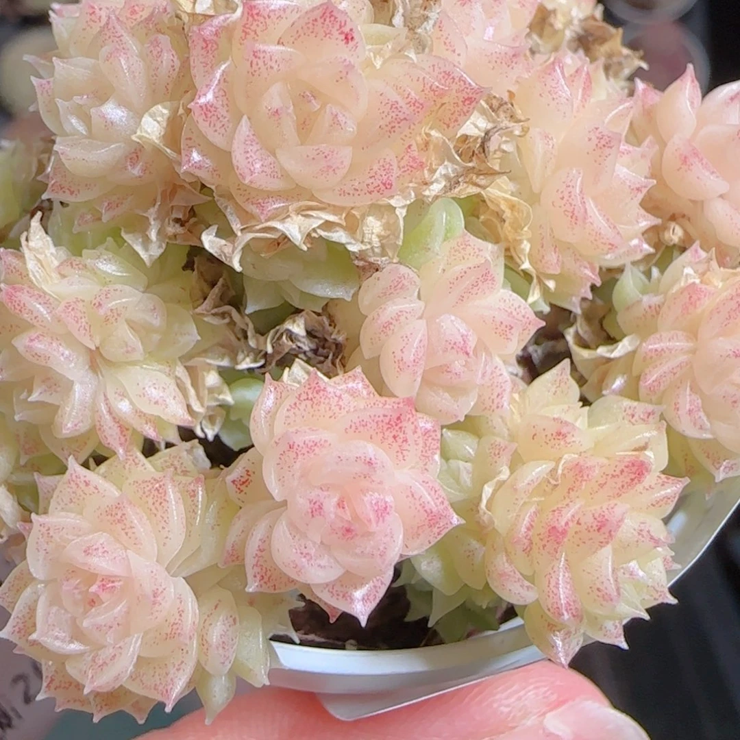 花语多肉1217-255散