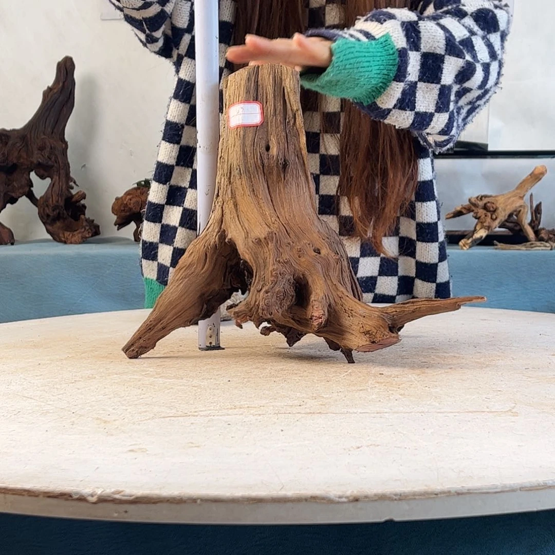 沉木造景寄居蟹造景