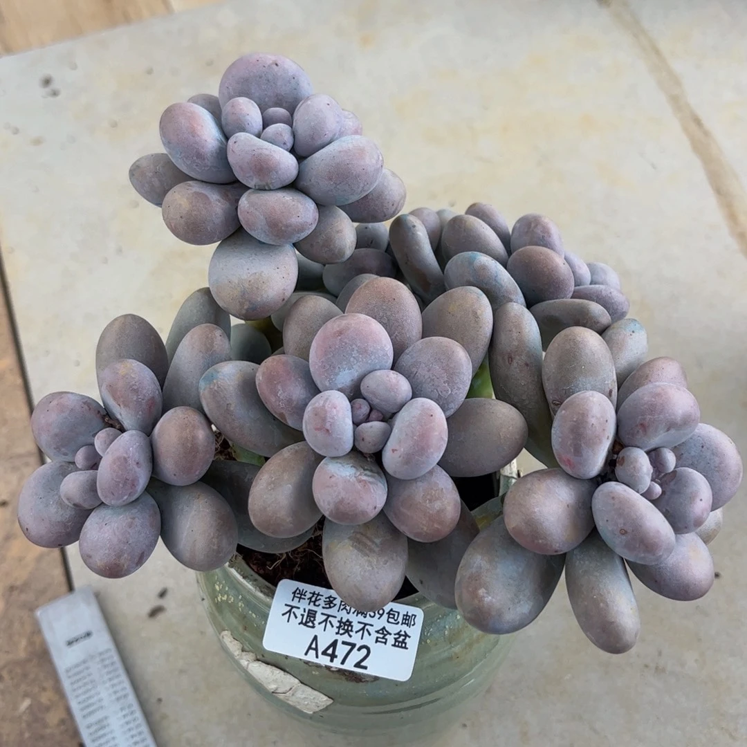 472-老庄芭比奶多肉14cm