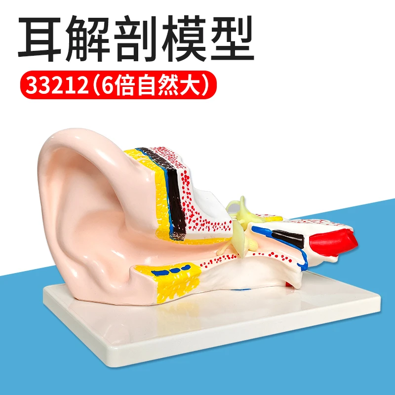 33212耳解剖模型6倍大人耳解剖采耳教学培训耳鼻喉科教学展示内耳