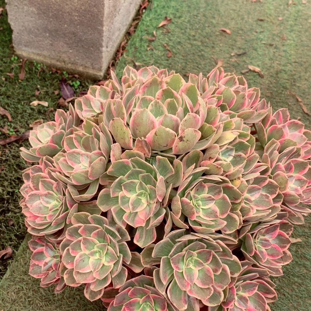 浣纱捧花，两颗包邮