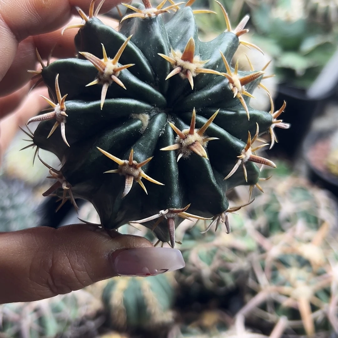 武藏仙人球66666666