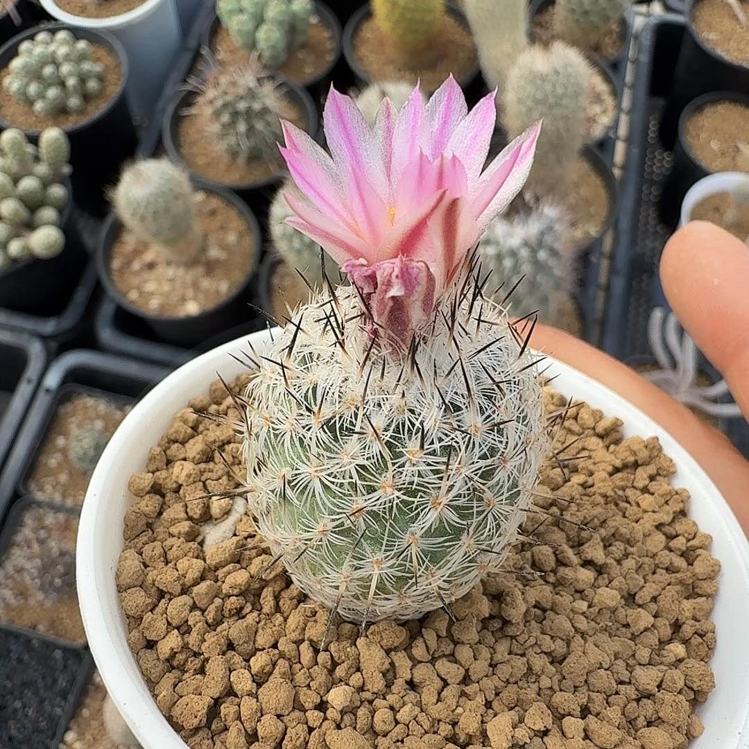 实生萨拉格萨脱土发货