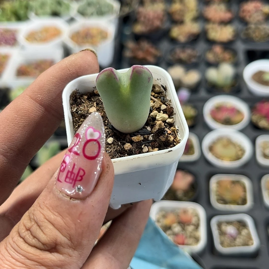 皮卡丘单头发货有根