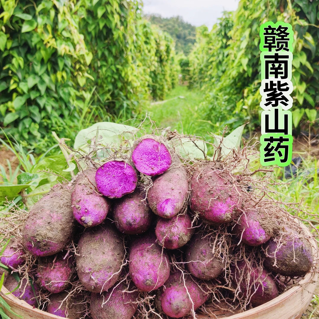 赣南紫山药现挖正宗铁棍山药紫脚板薯紫薯毛暑大薯新鲜新鲜水果