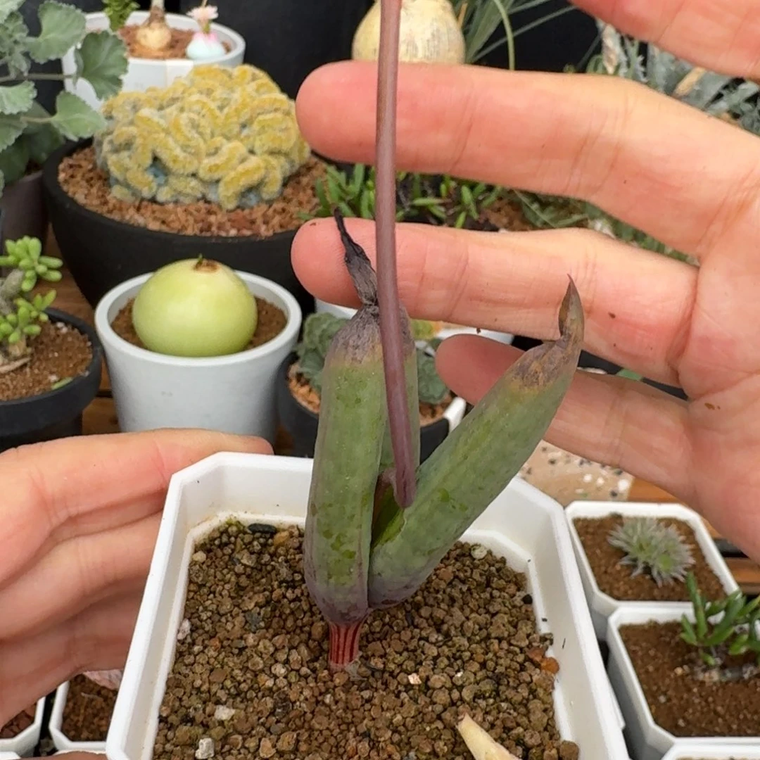 叶*鳞芹属灯笼杂交一物一拍多肉