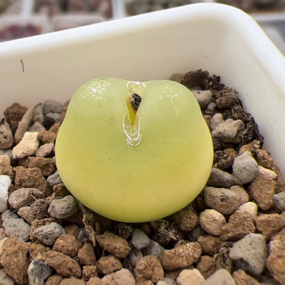 080号拉登 多肉植物