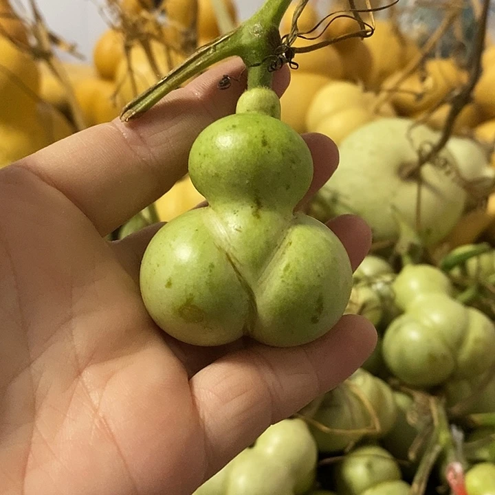 葫芦的颜色是蓝色还是