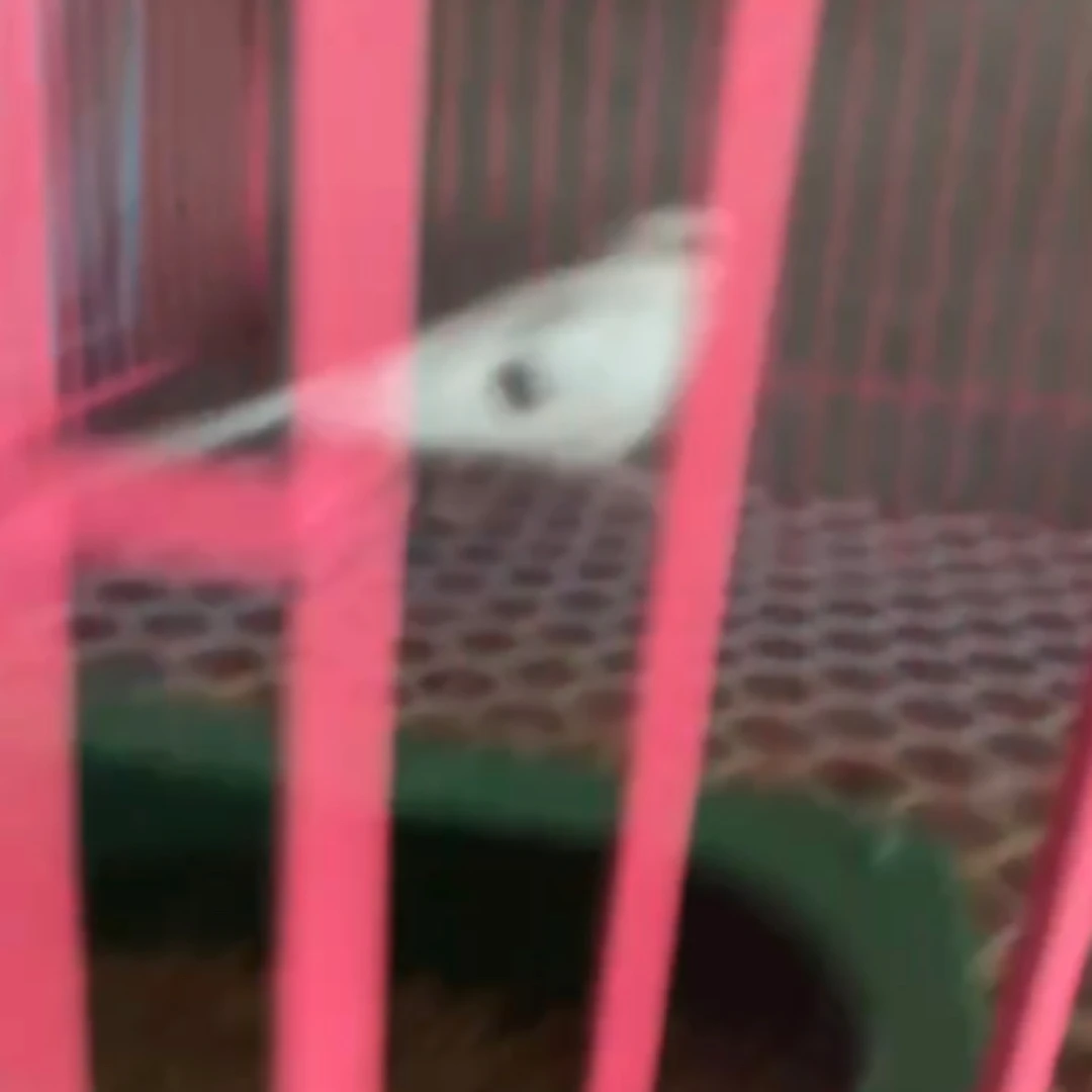 桃红派特鸽 迷你小鸽子