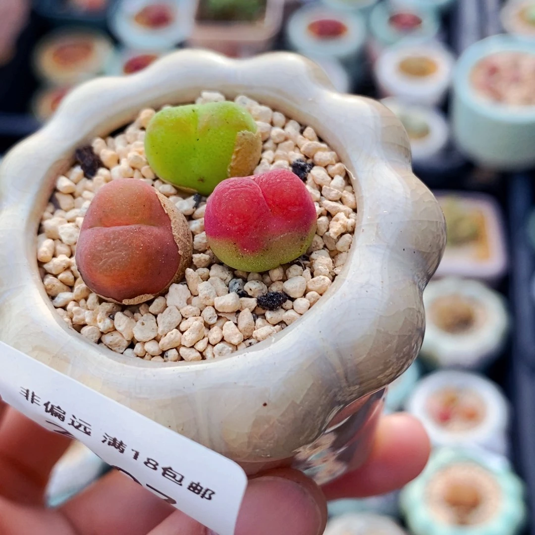 2297-一物一拍 带盆