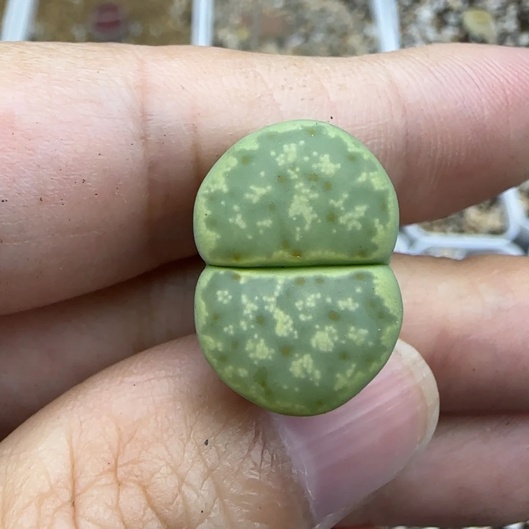 184绿神笛清框福利30包邮