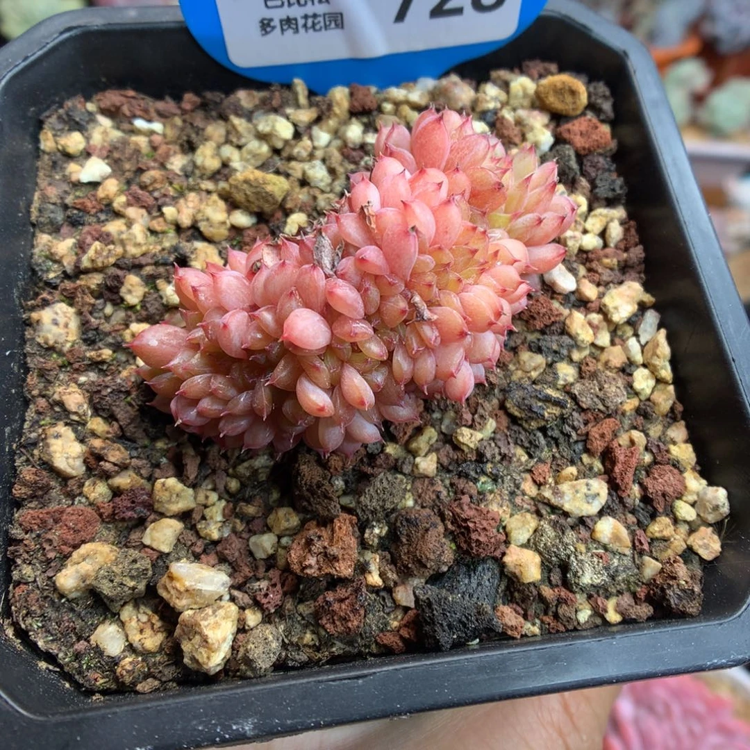 728白胖子缀化多肉植物