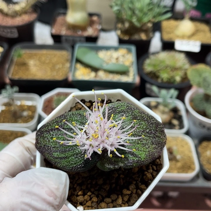 220泡泡叶紫镜块根植物