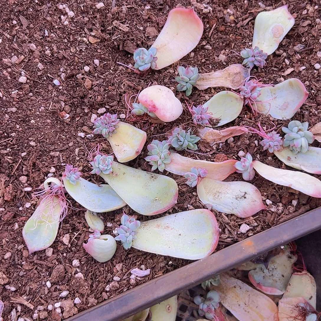 惊鸿娃娃叶插苗20颗