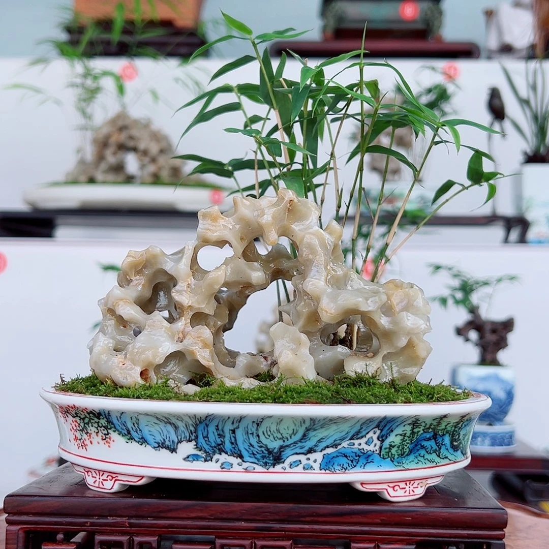 方***大无花朵盆景，凤尾竹，玲珑石