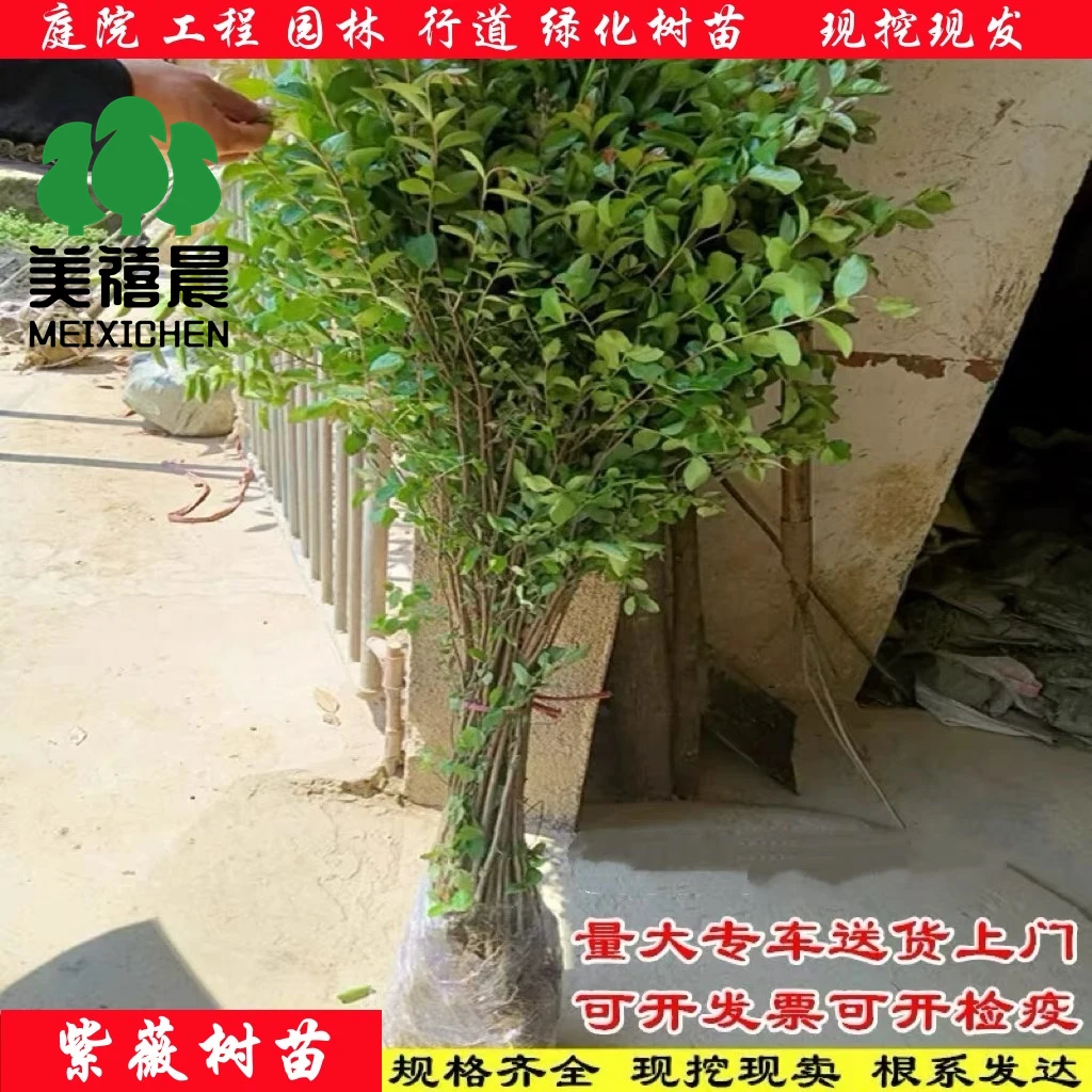 紫薇树苗精品紫薇百日红盆栽庭院花卉紫薇树小叶紫薇花苗丛生紫薇
