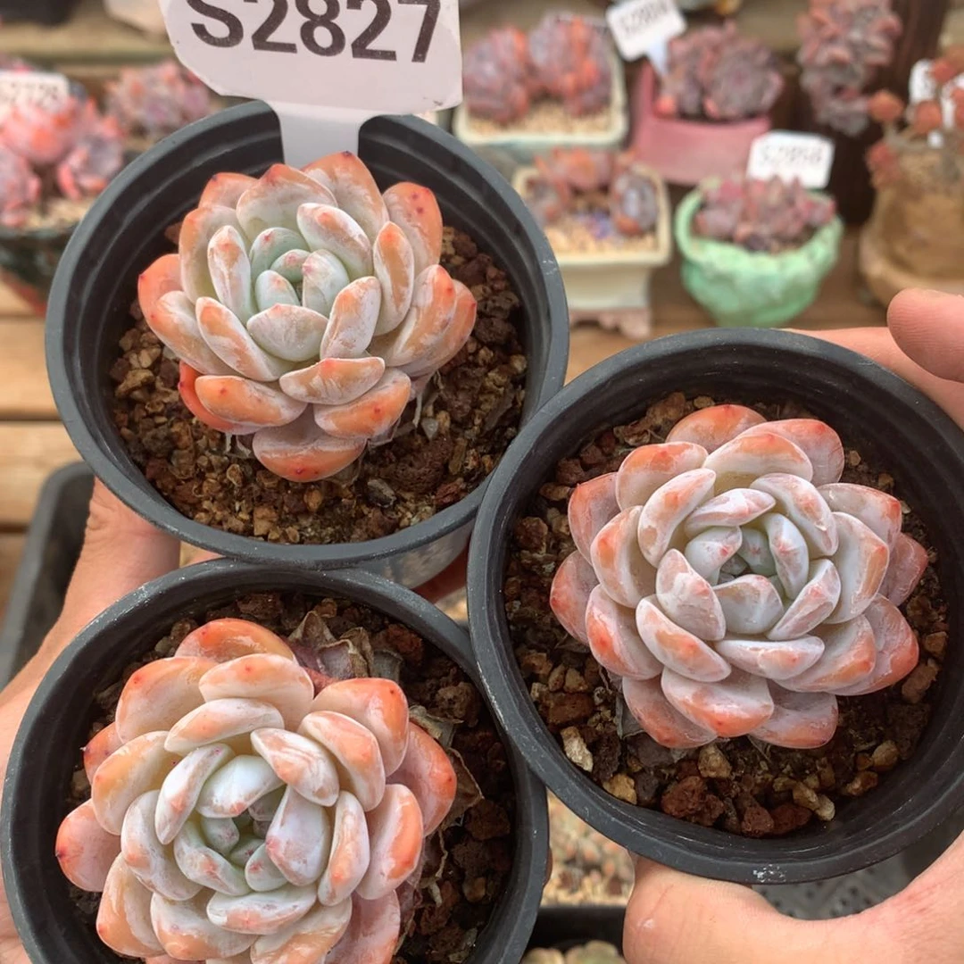 S2827 果冻橙 三颗