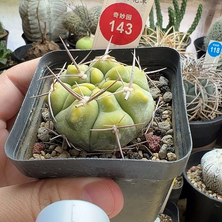 实生上蜡黄体强刺铅皮有断刺4.5cm